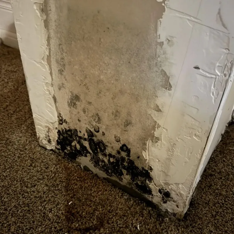 Professional Mold Removal in White Plains, NC